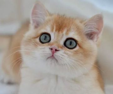 Scottish Fold USA
