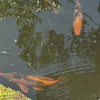 River Roads Ponds & Koi ico