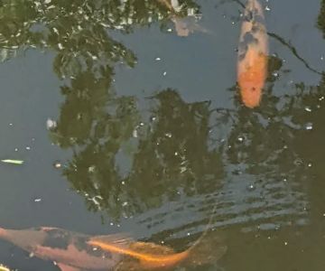 River Roads Ponds & Koi