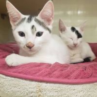 Petco ico