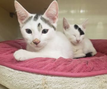 Petco