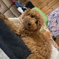 The Puppy Experience ico