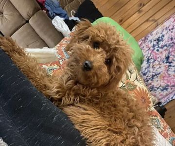 The Puppy Experience