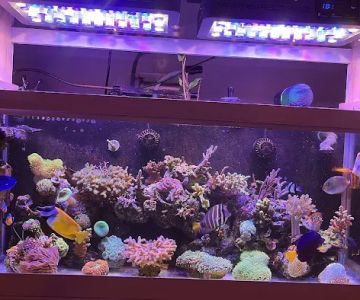 Frags 2 Fishes
