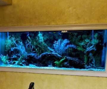 Sofishticated Aquatics