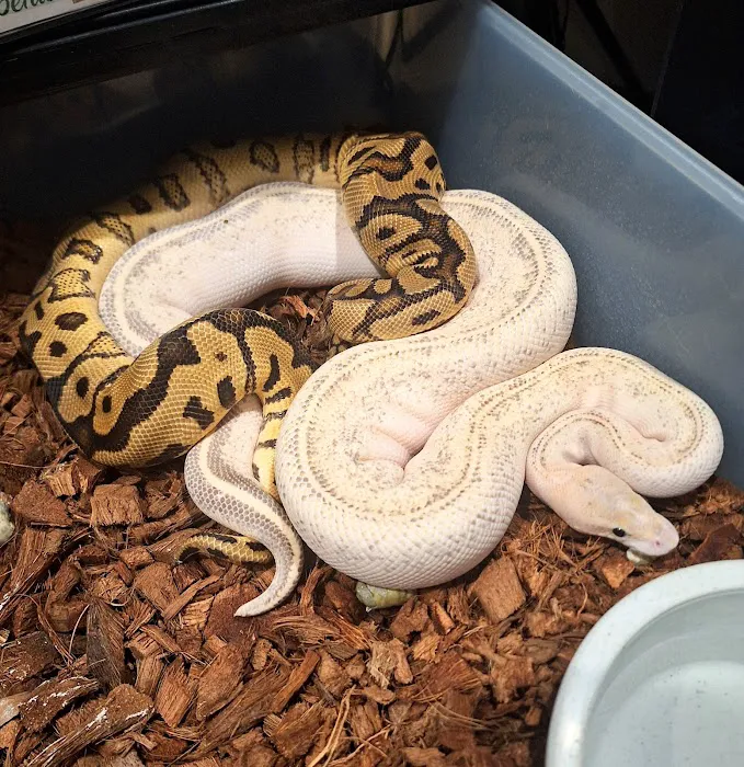 HJS Serpents LLC 3
