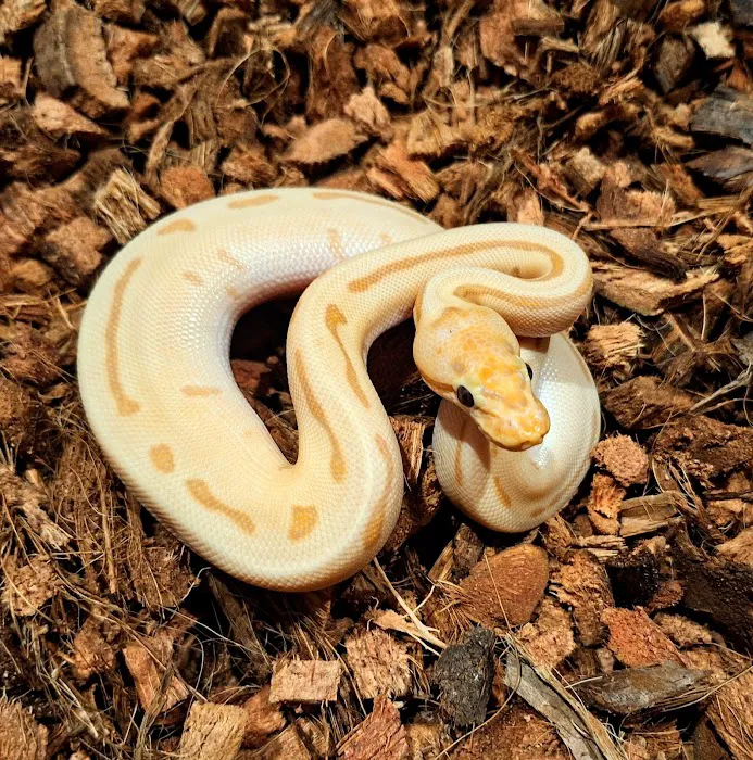 HJS Serpents LLC 6