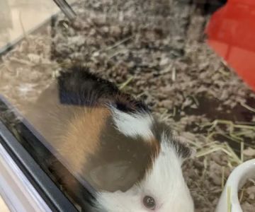 Petco