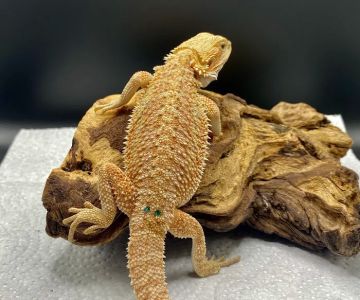 J and B Reptile Company