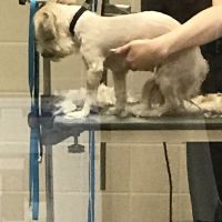 Petco ico