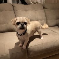 Harbor Pets ico