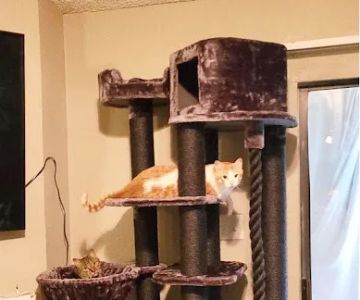 Cozy Cat Furniture