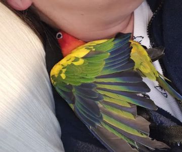 The Bird Boyz