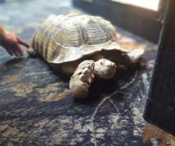 Cape Horn Incredible Pets