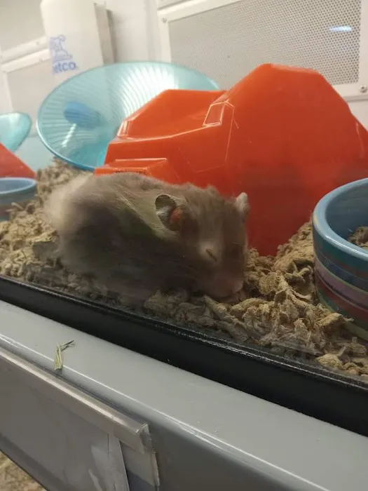 Petco 6