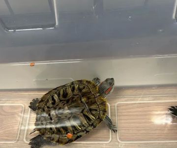 HM's Reptiphibians Exotic Pet Store