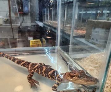 Pet World