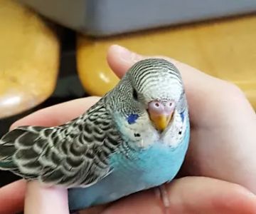 Rensselaer Bird Center
