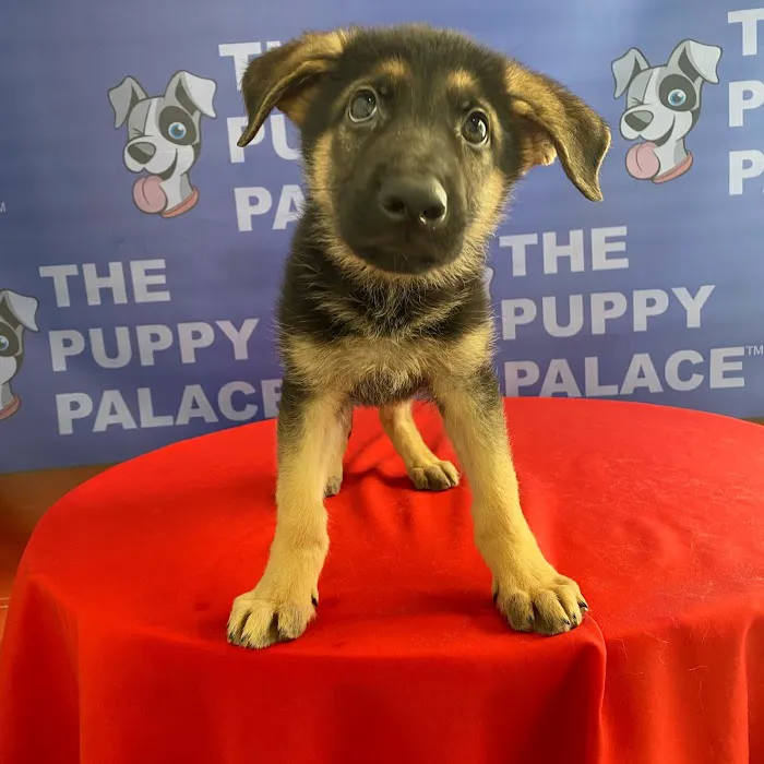 The Puppy Palace 5