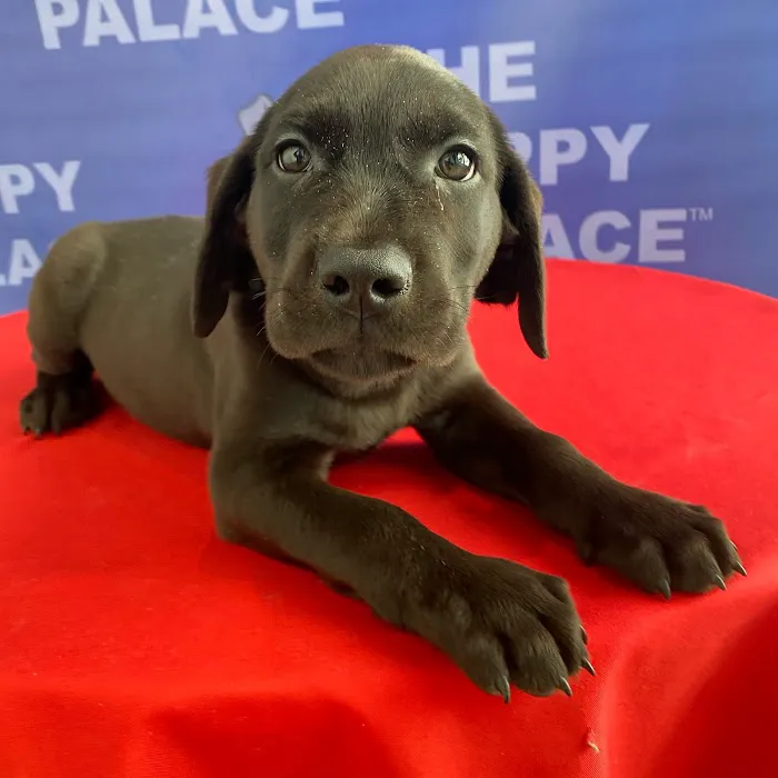 The Puppy Palace 2