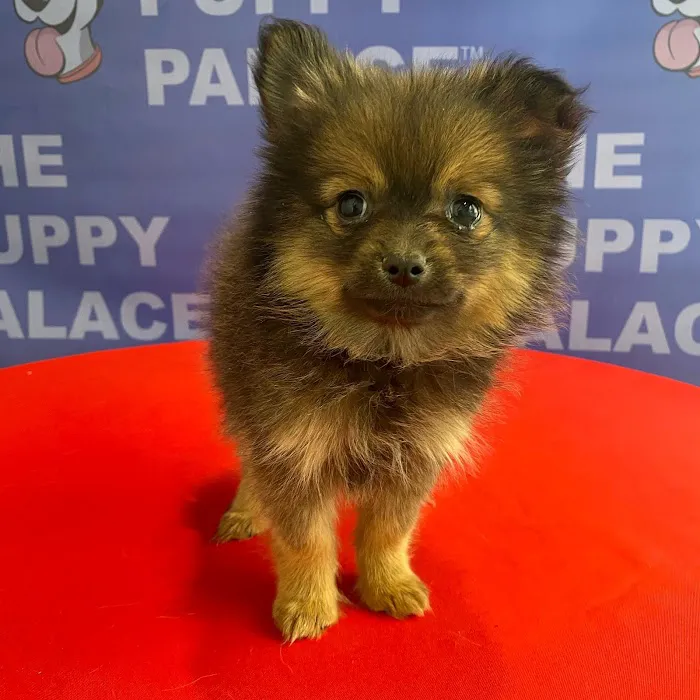 The Puppy Palace 4