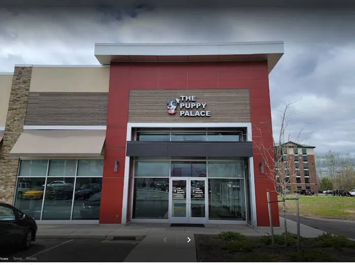 The Puppy Palace 3