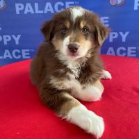 The Puppy Palace ico