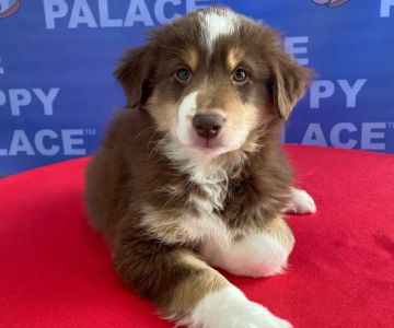 The Puppy Palace
