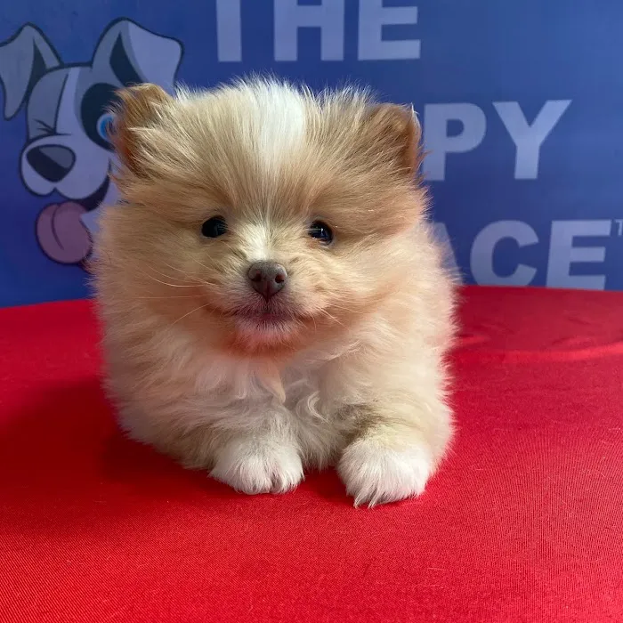 The Puppy Palace 8