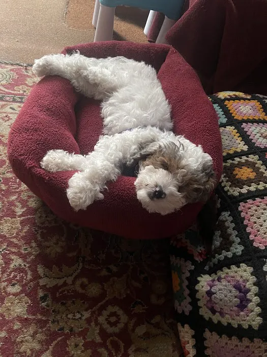 The Puppy Palace 6