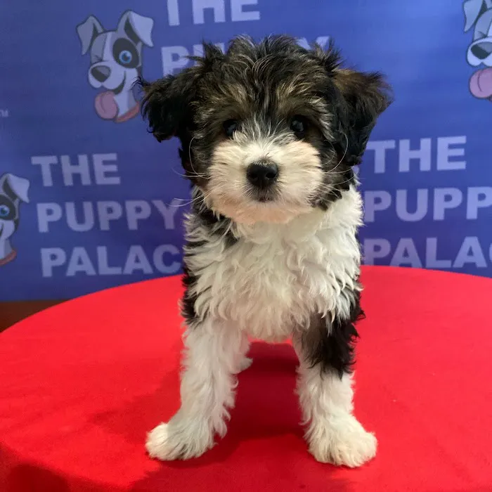 The Puppy Palace 7