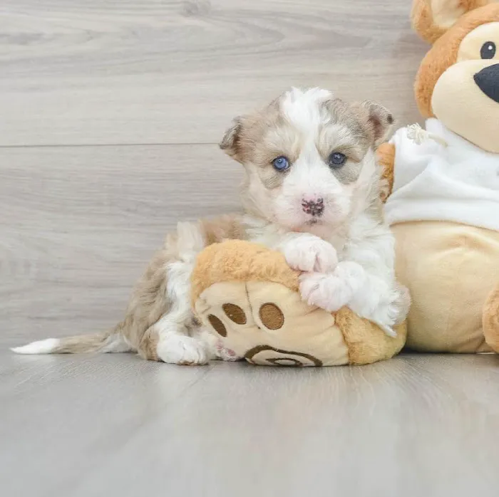 The Puppy Palace 10