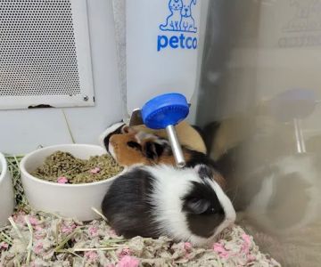 Petco