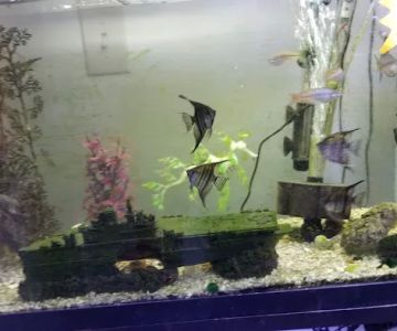 Alex's Advanced Aquatics