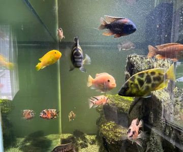 Miguels Fish & Aquatic (Maintenance)