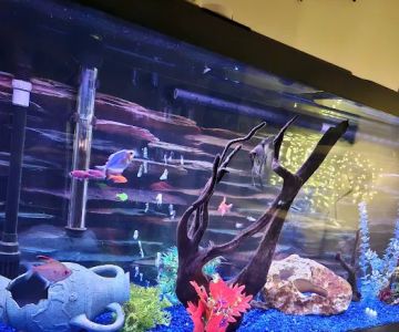 School Of Fish