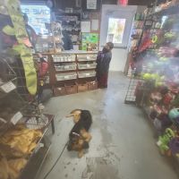 One Stop Pet Shop ico