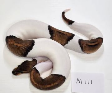 No limit reptiles