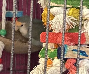 We Are Lovebird & Parrotlet Lovers