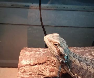 Petco