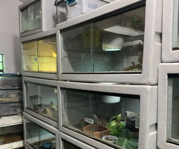 Rhonda's Reptiles