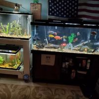Buckley's Fish Room ico