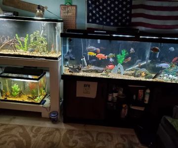 Buckley's Fish Room