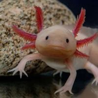 Axolotl Galaxy ico
