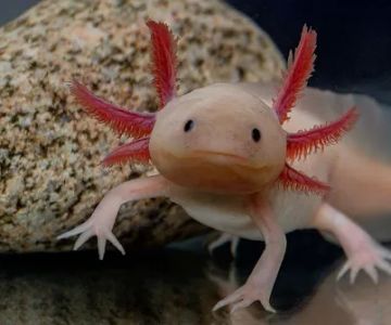 Axolotl Galaxy