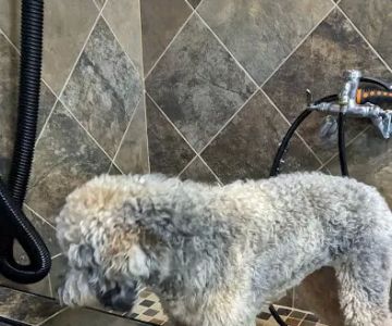 Wagging Tails Pet Shop