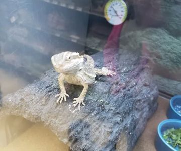 Petco