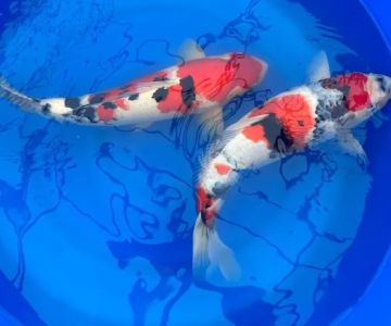 Miyabi Koi Farm Ltd.