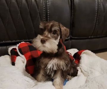 Patience's Puppies