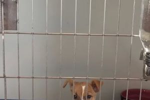 Jocelyn's Puppies & Pet Supplies